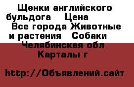 Щенки английского бульдога  › Цена ­ 60 000 - Все города Животные и растения » Собаки   . Челябинская обл.,Карталы г.